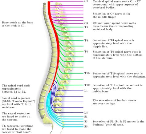 Diagram Showing The Relationship Between Spinal Nerve Roots And