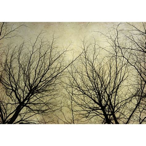 Leafless Tree Branches Wallpaper