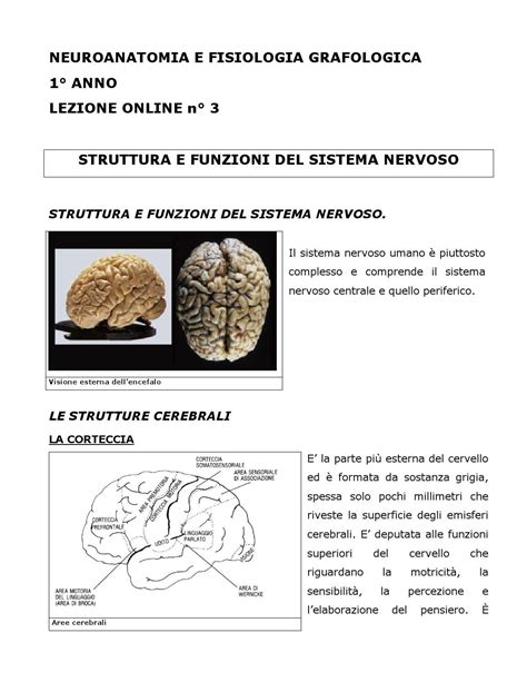 1 Neuro 03 Struttura E Funzioni Del Sistema Nervoso By Studi Crotti Issuu