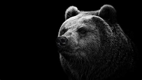 We did not find results for: bears, Grizzly bear Wallpapers HD / Desktop and Mobile ...