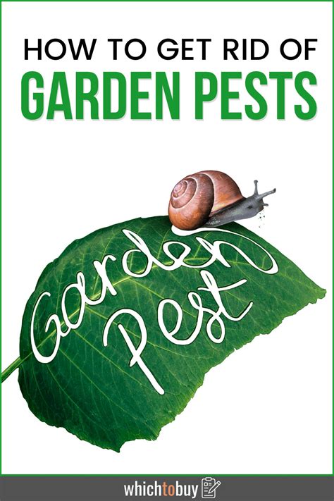 10 Common Garden Pests How To Get Rid Of Them And Have A Healthy