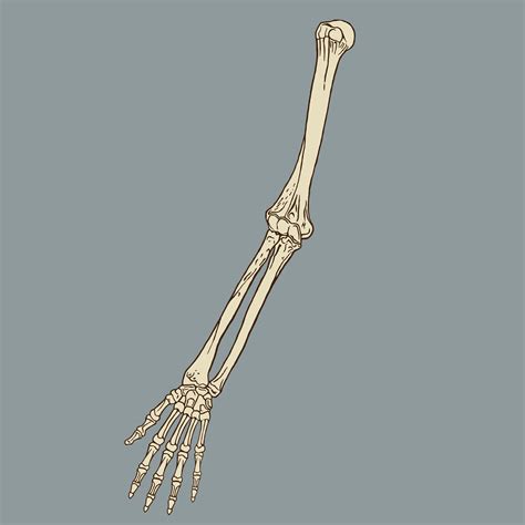 Human Forearm Skeleton Vector 639962 Vector Art At Vecteezy