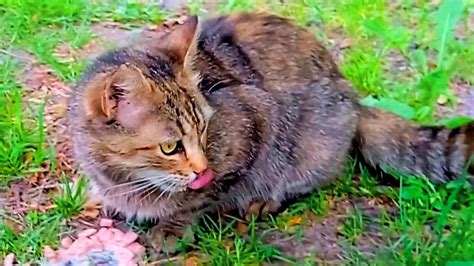 We Found And Fed A Cute Forest Cat ️😺 Youtube