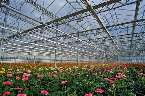 Flower Cultivation In Greenhouses A Hothouse With Gerbers Daisy
