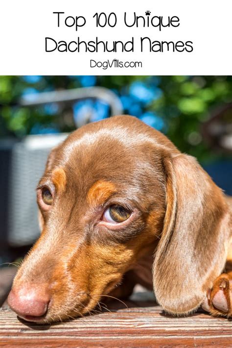 Get ready to make a shortlist of all the unique boy dog names! 100 Unique Dachshund Names You'll Love - DogVills
