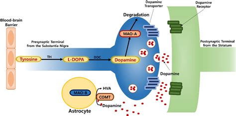 Activity Of Monoamine Oxidase Mao Enzyme In Neuronal Cells Download Scientific Diagram