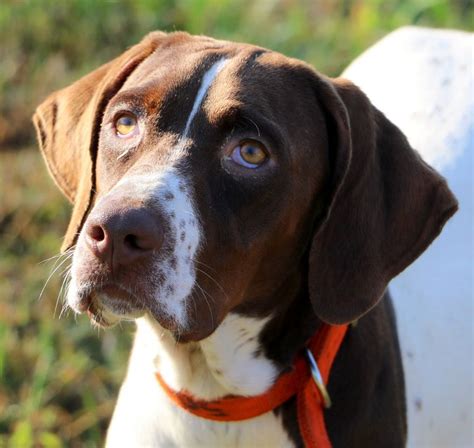Rescue dogs come from shelters and pounds, from which they must be pulled, given health care, reconditioned or trained and placed. German Shorthaired Pointer Rescue Florida | Top Dog ...