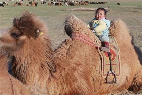 To be more specific than the question, how many pounds (or any weight measurement you choose) can a camel carry on its back with ease? Mongolian Camels in the Gobi Desert