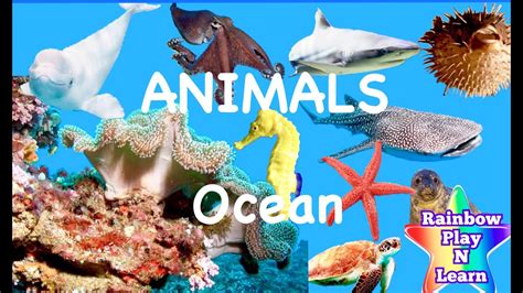 Learn Sea Animals Peekaboo Sea Animal Hide And Seek Ocean Water Animals