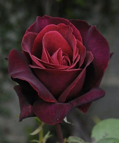 587 Best Red And Burgundy Roses Images On Pinterest Beautiful Flowers