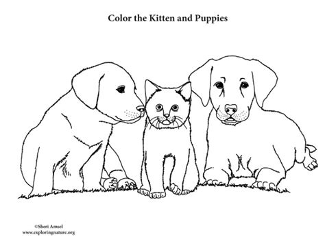 Kitten And Puppies Coloring Nature