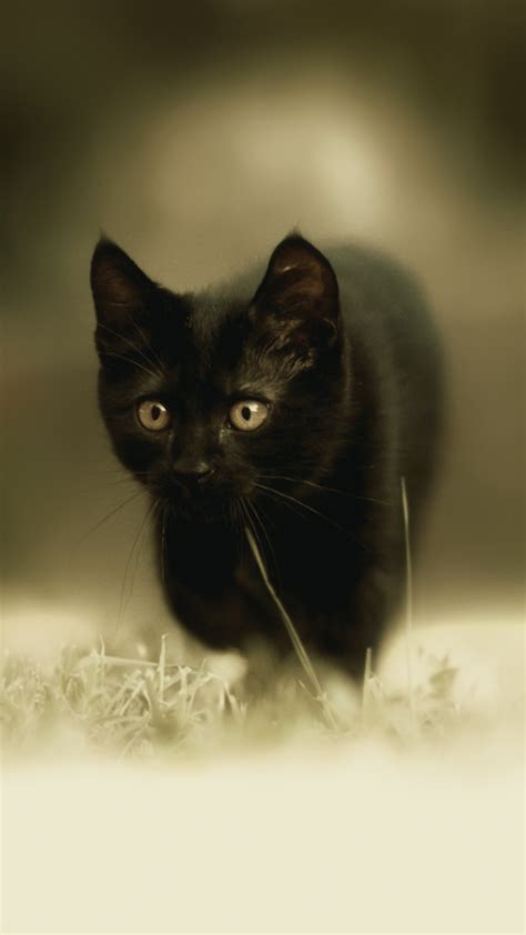 Find the best full black wallpaper on getwallpapers. Ultra HD Black Kitten Wallpaper For Your Mobile Phone ...0321