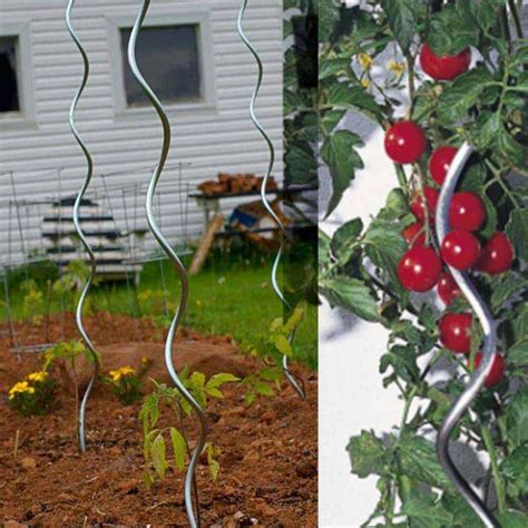 Spiral Plant Supports Tomato Spiral Support Wally Wire Mesh