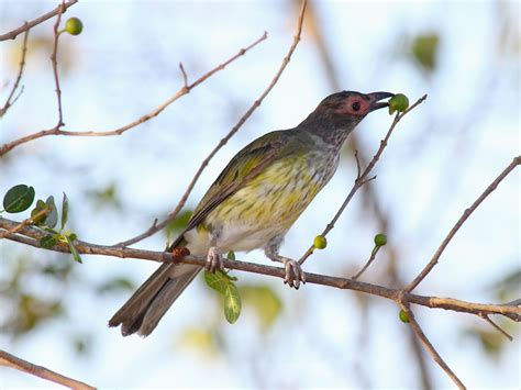 Figbirds In Ross River Parklands Townsville