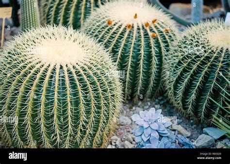 Cactus Flower Of Big Round Green Plant With Spiky Thorns As Natural