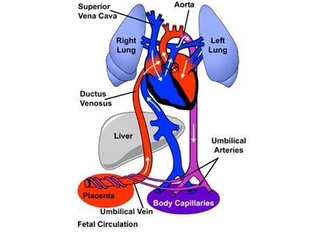 Patent Foramen Ovale Cardiac Health