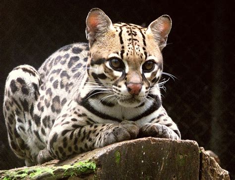 Can Ocelots Breed With Domestic Cats Kitty Devotees