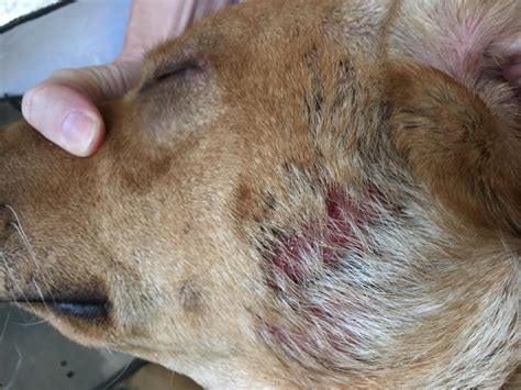 How Do You Stop A Dogs Neck From Bleeding