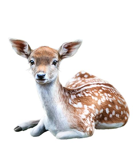 Baby Animals Pictures Deer Art Cute Clipart Brown Shades Pose