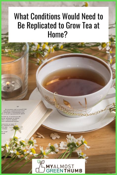 Growing Tea Plants At Home How To Create Your Own Tea Garden My