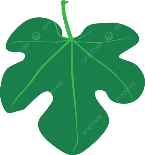 Fig Leaf Vector Plant Leaf Vector Vector Plant Leaf Png And Vector