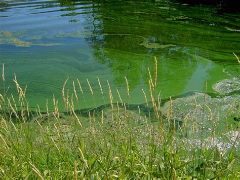 Public Health Advisory Issued For Lake Lowell After Cyanobacteria