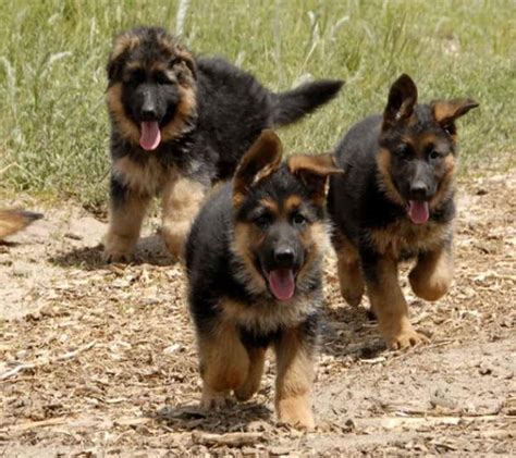 I saw the reviews and spoke with the owner about them before my purchase. German Shepherd Rescue Colorado | PETSIDI