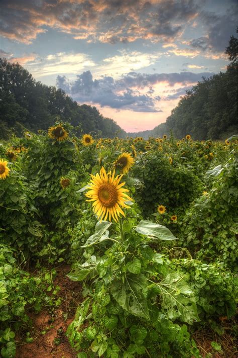 Maryland Sunflower Field At Sunset