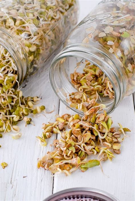 Sprouted Sunflower Seeds In Homemade Sprouting Jar Growing Sprouts