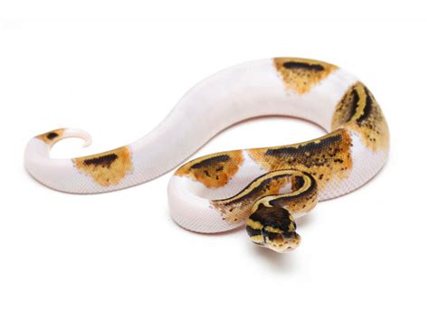 Pastel Pied Morph List World Of Ball Pythons