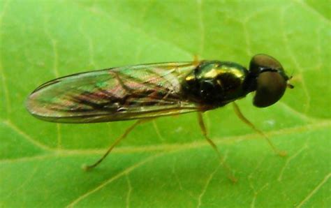Long Legged Fly Sargus Decorus Bugguidenet