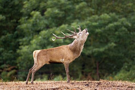 Male European Red Deer Photograph By John Devriesscience Photo Library
