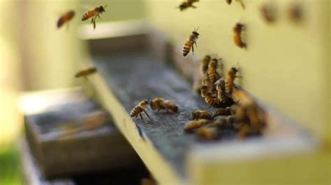 Honey Bees Flying In Ultra Slow Motion 4k Youtube