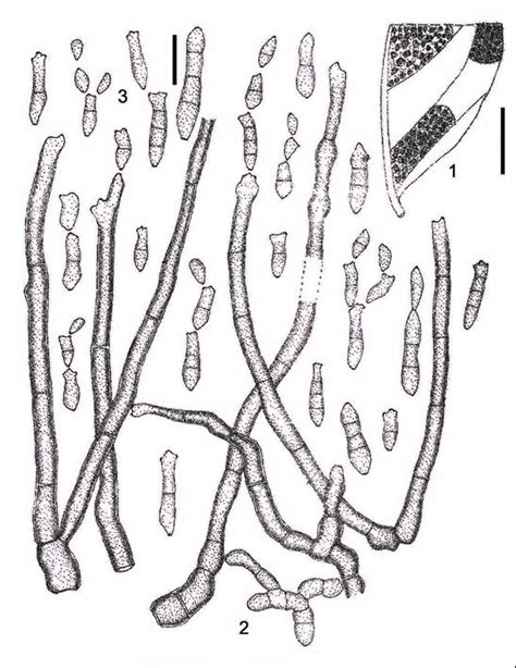 Cladosporium Hippocrateae Hcio 43144 1 Infection Spots 2
