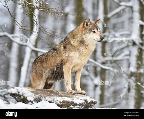 Male Eastern Wolf Eastern Timber Wolf Canis Lupus Lycaon In Winter