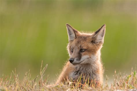 Young Red Fox Sean Crane Photography