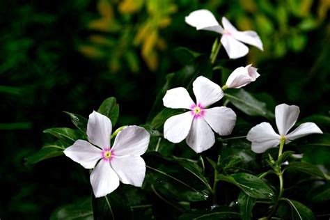 Periwinkle Flower Meaning Spiritual Symbolism Color Meaning And More