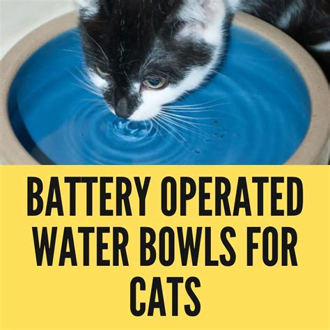 5 Best Battery Operated Water Bowls For Cats Oxford Pets