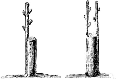 Crown Or Rind Grafting Clipart Etc