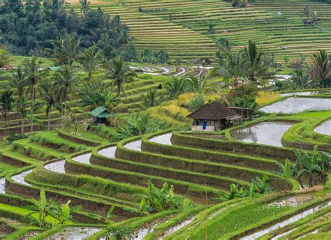 Mengenal Nilai Budaya Dan Makna Filosofi Subak Sistem Irigasi Tradisional Di Tabanan Bali Yang