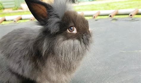 Lionhead For Sale Rabbits Breed Information Omlet