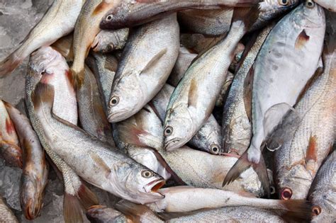 Najpopularniejsze Gatunki Ryb Przyslijprzepispl