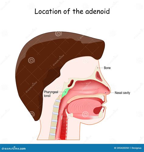 Adenoid Location Lymphatic System Stock Vector Illustration Of Human