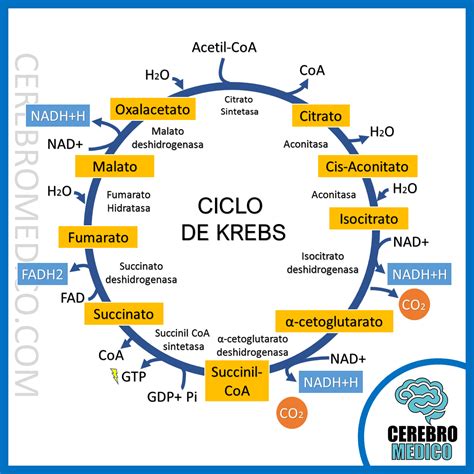 El Ciclo De Krebs Dinami