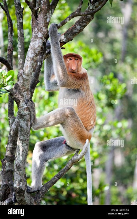 Proboscis Monkey Climbing Tree Borneo Stock Photo Alamy