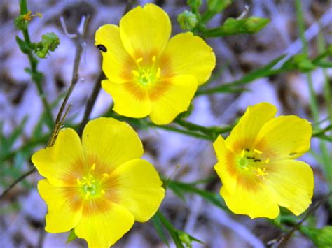 3 Yellow Wild Flowers Photo By Weldon Kilpatrick Flower Beauty