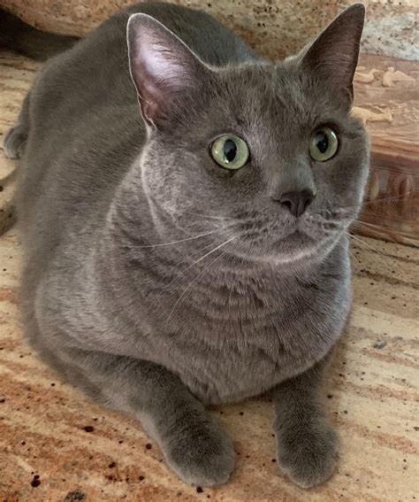 Boris Our Rescue Genuine Russian Blue Mix Cat Language Grey Kitten