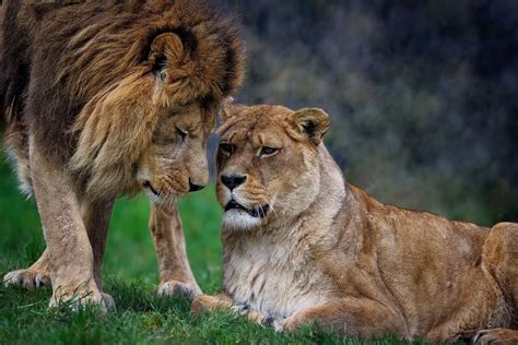 The Roles Of Lion And Lioness In The Wild We Want Science