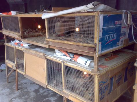 Harga burung puyuh siap telur biasanya sudah berusia dewasa harganya sedikit lebih. Cara Beternak Bebek Peking | Jual Puyuh | Bibit Puyuh ...