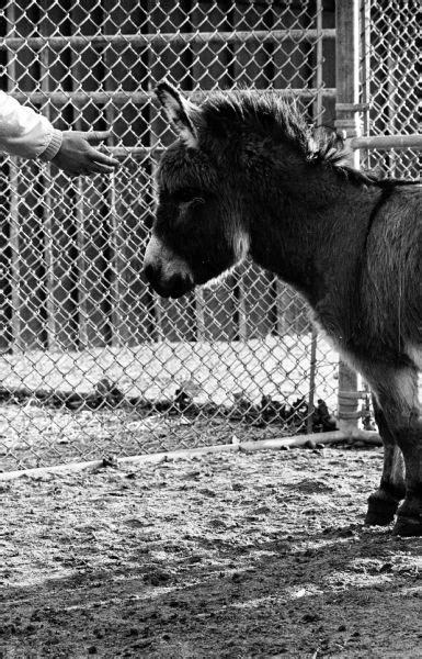 Vilas Park Zoos Sicilian Donkey Photograph Wisconsin Historical